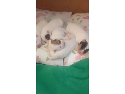 Saf kan terrier jack russell