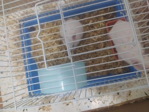 Beyaz hamsterler
