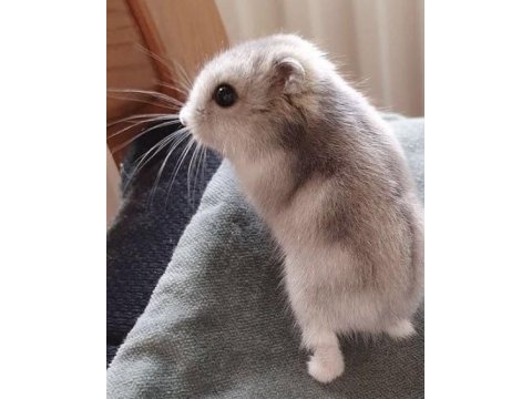 Hamster-gonzales yavruları heryere gönderim
