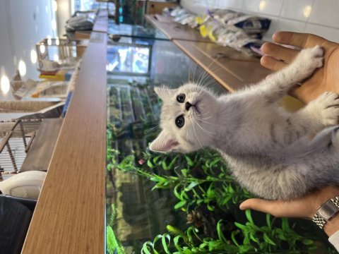 3 aylık british shorthair silver