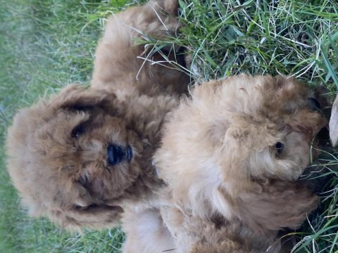 Orjinal maltipoo bebekler