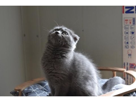 Show kalite scottish fold gri yavrumuz