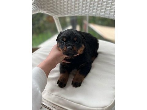 Macar rottweiler yavrularımız sizleri bekliyor