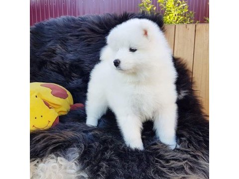 Pamuk gibi samoyed yavruları