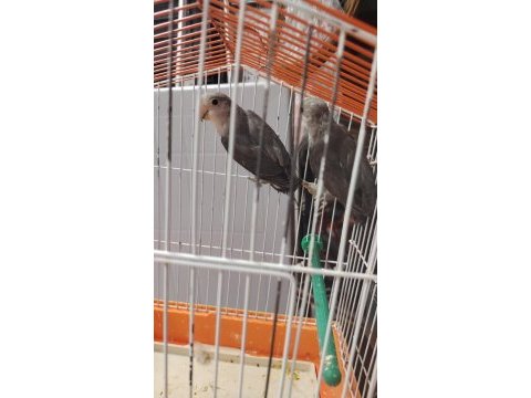 Sevda papağanı 6 aylık