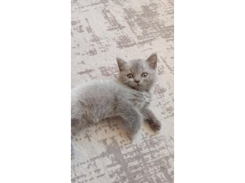 2 aylık miniklerimiz yuva arıyor safkan anne babadan olma