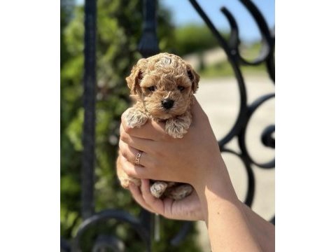 Kore teacup maltipoo yavrumuz