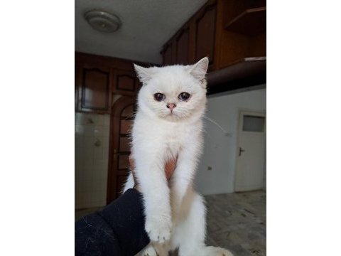 Show kalite british shorthair yavrular