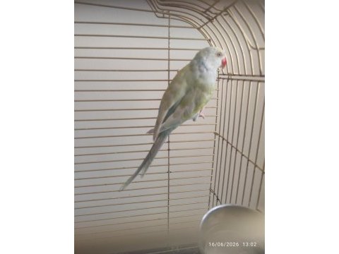 Çift mutasyon pakistan papağanı