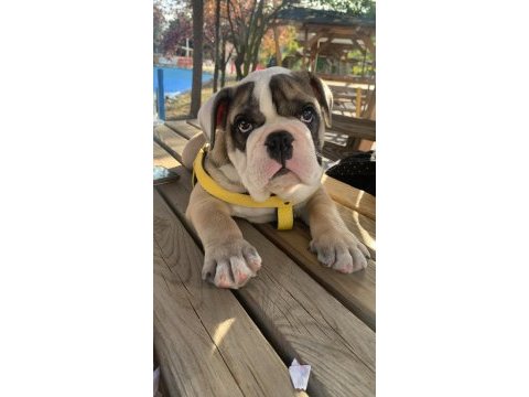 Tombik english bulldog yavrumuz