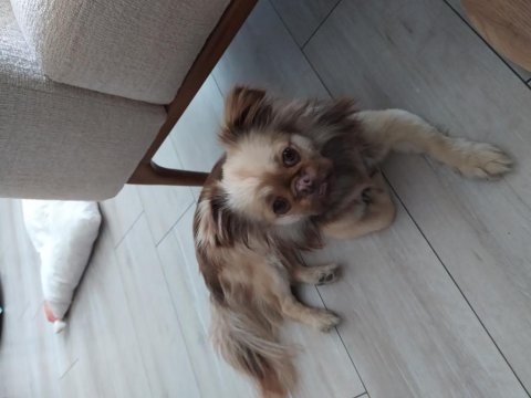 11 aylık erkek pekinez