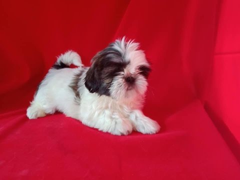 Safkan shih tzu yavrularım