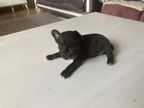 3 dişi ve 1 erkek french bulldog yeni sütten kesildi