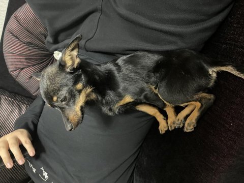 4 aylık erkek pinscher köpeğim