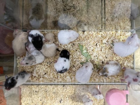 Yavru hamster