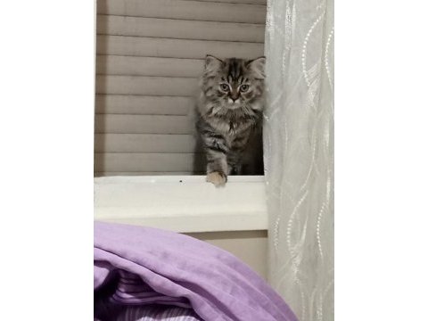 2 aylık iki adet yavrumuz sahiplendirilecek