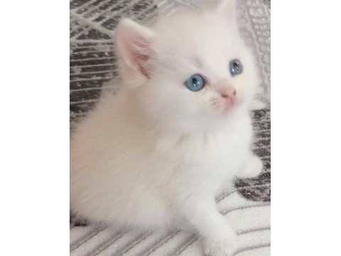 British shorthair scottish straight
