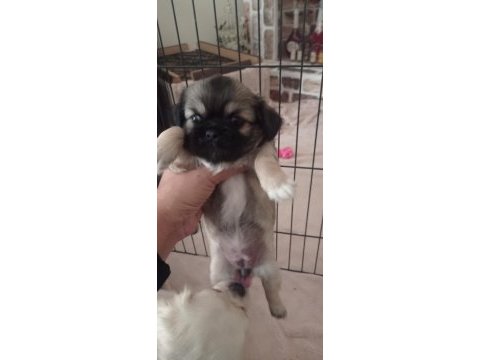 Pekinez yavru köpeklerimiz