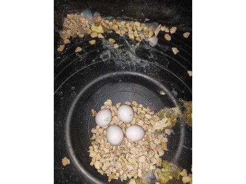 Yumurtalı spangle muhabbet kuşu