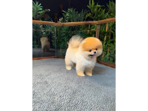 Safkan kore pomeranian boo yavrularımız