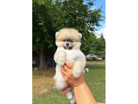 Orange pomeranian boo teddy face