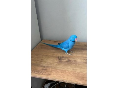 Göz kamaştıran mavi mutasyon iskender papağanı