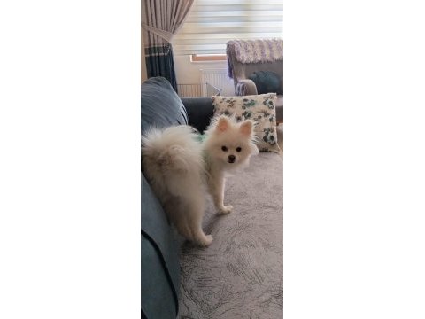 10 aylık erkek 2 buçuk kg pomeranian