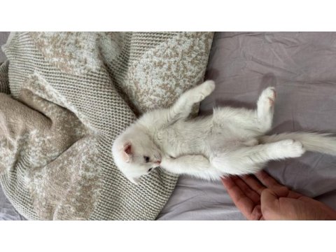 Uygun cins kedimiz