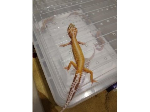 Leopar gecko