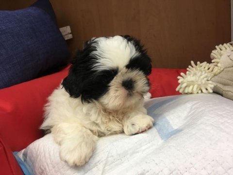 Irk garantili shih tzu yavruları