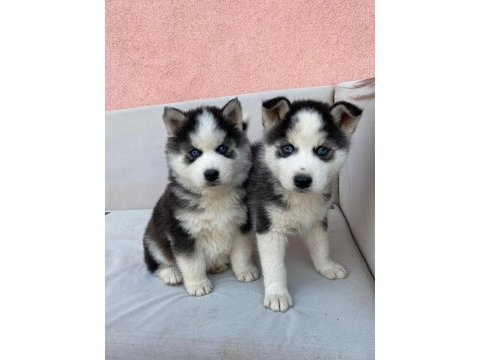 Irk garantili husky yavrularımız