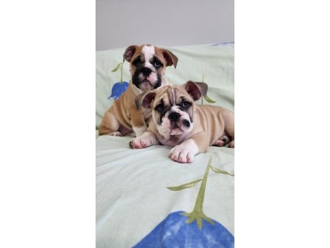 Süper kalite ingiliz bulldog yavrular
