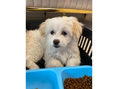 Maltese terrier 3 aylık köpeği