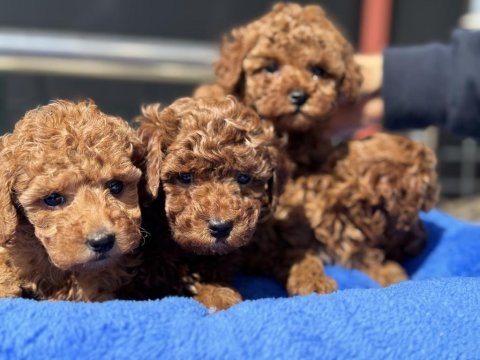 Ankaranın  en iddialı kore toy poodle yavruları