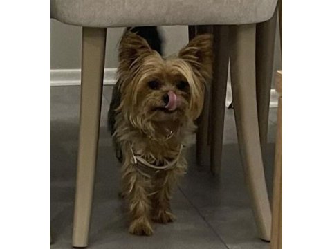 5 yaşında yorkshire terrier tuvalet eğitimi var