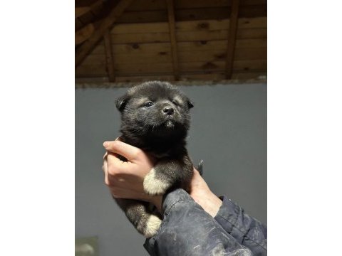 Amerikan akita köpeği
