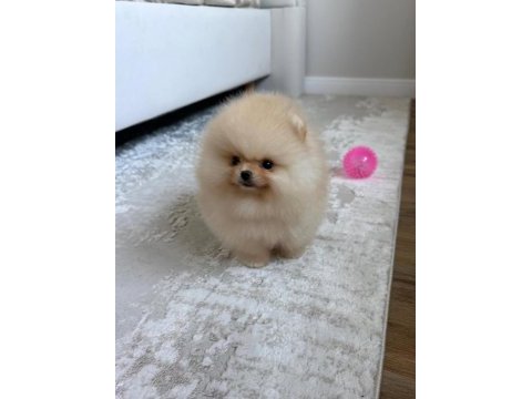 Sevimli pomeranian yavrularımız yeni ailelerini arıyor