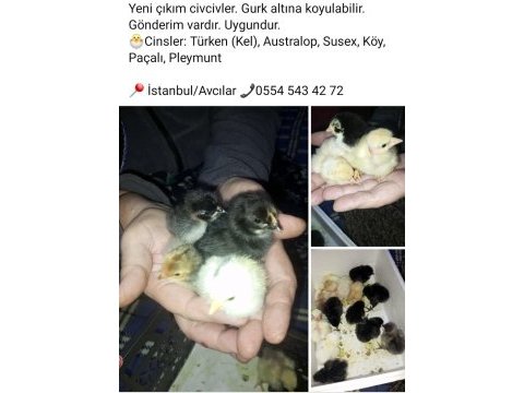 Yeni çıkım civcivler gurk altına koyulabilir