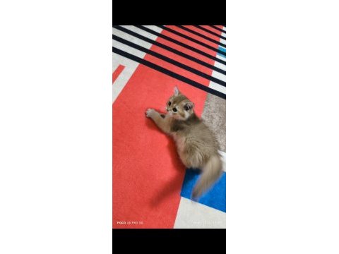 British golden