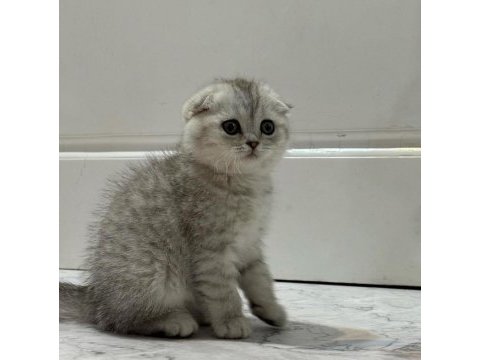 Saf kan silver scottish fold