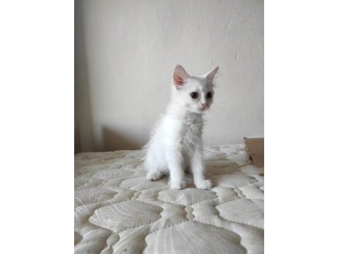 British short hair pamuk