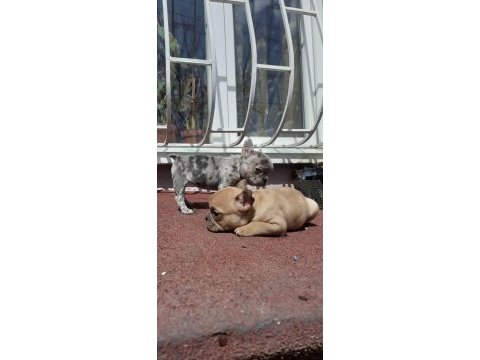 French bulldog
