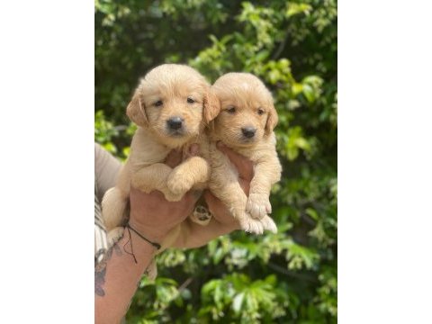 Golden retriever yavruları ücretsiz değildir