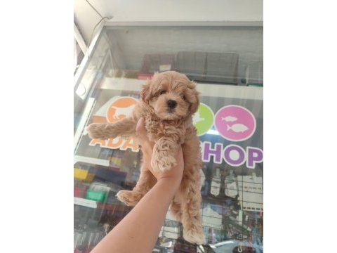 Kaliteli maltipoo yavrular