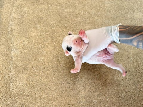 Pomeranian ciddi olanlar iletişime geçsin wp