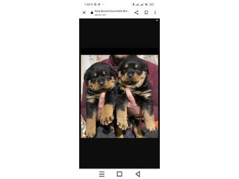 Koca kafa macar rottweiler yavruları