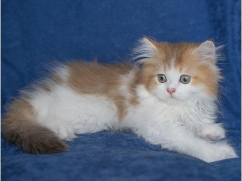 British longhair ny 12 bicolor safkan erkek