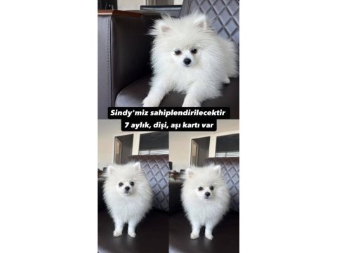 Pomeranian 6 ay saf kan dişi