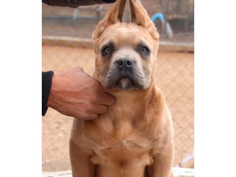 Fcı-kıf secereli federasyon kayıtlı safkan cane corso
