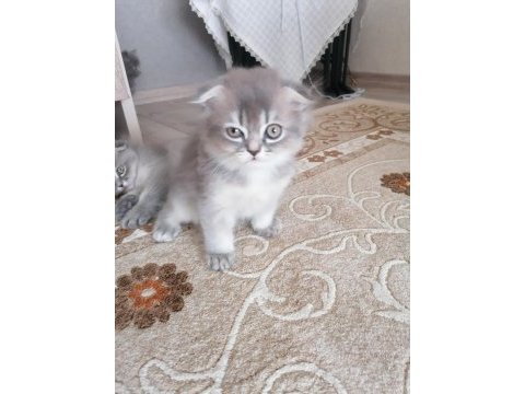 3 aylık 2 dişi 1 erkek scottish fold gri renk